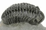 Phacopid (Adrisiops) Trilobite - Jbel Oudriss, Morocco #222407-1